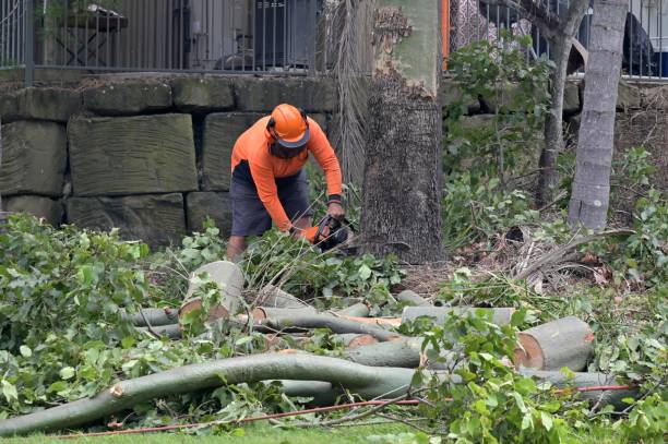 How Our Tree Care Process Works  in  Rolling Meadows, IL